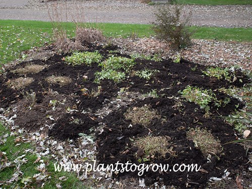 A 2-3 inch layer of leaf mold was spread over the top of the plants in the fall.